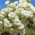 Роза куст-Rosa sp-Snowflake-60cm-RO 4857a29a-26a1-11f0-0a80-0dfe0008b7b6