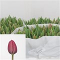 Тюльпан-Tulip-En Carola-40cm-27gr 4857fd58-f6d9-11ef-0a80-0f6b000bdd66