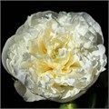 Пион-Paeonia-Duchesse De Nemours-PN 485d6e40-797a-11ee-0a80-074700186b73