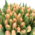 Тюльпан-Tulip-En Chica Dura_cheers-36cm-40gr 485df4eb-f733-11ef-0a80-02e100070579
