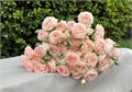 Роза куст-Rosa sp-Holly-60cm-RO 485eadf2-26a1-11f0-0a80-0dfe0008b7bf