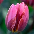 Тюльпан-Tulip-En Pretty Princes-37cm-30gr 485ec455-f6d9-11ef-0a80-0f6b000bdd6c