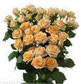 Роза куст-Rosa sp-Trinity-60cm-RO 48636318-26a1-11f0-0a80-0dfe0008b7c5