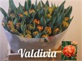 Тюльпан-Tulip-Du Valdivia-35cm-46gr 4864ed85-f733-11ef-0a80-02e100070589