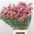 Статица-Statice-Coral Wings-80cm-Bg 486aa867-32a0-11ee-0a80-0dca0007ed7d