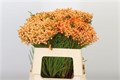 Каапс-Kaaps-Lanigunosa Dyed Apricot-50cm 486ac181-44a8-11ed-0a80-091c0030b273