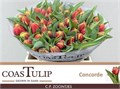 Тюльпан-Tulip-Du Concorde-38cm-42gr 486ae722-f733-11ef-0a80-02e100070595