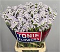 Лимониум-Limonium-S Silky Wings-70cm-31gr 086f0e2c-82fa-11ef-0a80-1083003af17d