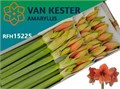 Амариллис St-Hippeastrum St-Ga Desire-75cm 48727116-02d0-11f1-0a80-11ea00047f12