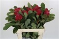 Телопея-Telopea-Sp Waratah-60cm 4874fffe-8e1b-11f0-0a80-047e002689a9