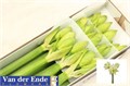 Амариллис St-Hippeastrum St-Dg White Glory-75cm 48755cf2-02d0-11f1-0a80-11ea00047f1d