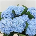 Гортензия-Hydrangea-M Verena Blue-80cm 487f68e3-bfa4-11ec-0a80-0b4c0006cd89