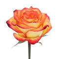 Роза-Rosa-High & MAgic-40cm-JR 48813c0b-8c8a-11ef-0a80-03120014c8bc
