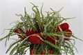 Банксия-Banksia-Speciosa Red-50cm 4886ec78-02d0-11f1-0a80-11ea00047f20