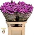 Лимониум-Limonium-S Raspb Wings-80cm-48gr 4899dab8-02d0-11f1-0a80-11ea00047f23