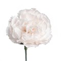 Гвоздика SE-Dianthus SE-Moon Golem-/FC 489fb33e-e91a-11ee-0a80-0935001fd48c