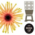 Гербера-Gerbera-Pasta Rebel Typhoon Diamond-50cm 48a14a6e-620c-11ef-0a80-065d0030cb2f