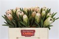 Протея-Protea-White Night-50cm 48a867a8-02d0-11f1-0a80-11ea00047f31