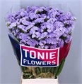 Лимониум-Limonium-S Donau Birds-80cm-47gr 48dfad11-02d0-11f1-0a80-11ea00047f42