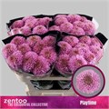Хризантема одн-Chrysant Gr-Playtime-70cm-90gr 0881c644-c530-11f0-0a80-042d002513f1