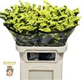 Лимониум-Limonium-S Glossy Wings-80cm-60gr 48e22673-02d0-11f1-0a80-11ea00047f45