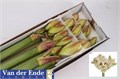 Амариллис St-Hippeastrum St-Dg Irinia-75cm 48e9dc4d-02d0-11f1-0a80-11ea00047f48