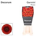 Гербера-Gerbera-Mb Rizzo--50cm 48e9e779-859b-11ef-0a80-01ef00007e9c