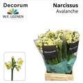 Нарцис-Narcissus-Avalanche Small Box 60-45cm-30gr 48ec2de2-02d0-11f1-0a80-11ea00047f4b