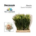 Нарцис-Narcissus-Sweet Paradise Small Box-45cm-25gr 48fdc461-02d0-11f1-0a80-11ea00047f5c