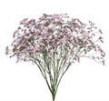Лимониум-Limonium-Oshi Pink--60cm-So 48ffe2d2-0fe1-11f0-0a80-137e0013af72
