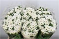 Хризантема сант-Chrysant sant-Rossi White-55cm-135gr 49078551-02d0-11f1-0a80-11ea00047f5f