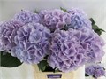 Гортензия-Hydrangea-M Verena-Pastel-80cm 490d97d4-bfa4-11ec-0a80-0b4c0006ce0c