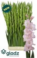 Гладиолус Gr-Gladiolus Gr-Jarama-120cm-240gr 49110920-8e1b-11f0-0a80-047e002689b8