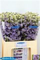 Дельфиниум-Delphinium-Du Ki Bl Milka-65cm 491745d1-620c-11ef-0a80-065d0030cb32