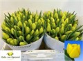 Тюльпан-Tulip-Du Double Trouble_mari Jo-35cm-30gr 4920f75c-02d0-11f1-0a80-11ea00047f6a