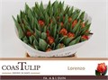 Тюльпан-Tulip-Du Lorenzo-38cm-34gr 4928ada2-02d0-11f1-0a80-11ea00047f70