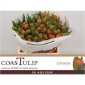 Тюльпан-Tulip-Du Caracas-35cm-29gr 492a6375-8e1b-11f0-0a80-047e002689bb