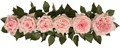 Садовая Роза-Garden Rosa-Princess Hitomi-50cm-Af 088b7278-bfa7-11ec-0a80-0b4c00093b1a