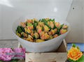 Тюльпан-Tulip-Fr Brisbane-30cm-28gr 492dc7b9-8e1b-11f0-0a80-047e002689be