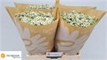 Матрикария-Tanacetum-Pa Cameron-60cm-725gr 492edda5-620c-11ef-0a80-065d0030cb3e