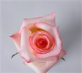 Роза-Rosa-Cest la Vie-50cm-PE 4931168a-39a6-11ed-0a80-02990026e8fb