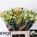 Агапантус-Agapanthus-Eyfori White-65cm 493d432c-3afb-11f0-0a80-14fc001448ea