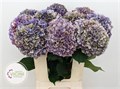 Гортензия-Hydrangea-M Gl Alps Cl Pa--80cm 49414675-3283-11ed-0a80-027d004772b5