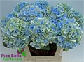 Гортензия-Hydrangea-M Verena- Bl Cl-80cm 49442f93-bfa4-11ec-0a80-0b4c0006ce3c