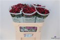 Бувардия-Bouvardia-En Red-70cm 49538409-620c-11ef-0a80-065d0030cb44