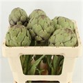 Цинара-Cynara-Sc Concerto--55cm 49589934-fd7a-11ed-0a80-01e500261fad