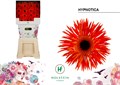 Гербера-Gerbera-Gr Gersp Diamond Hypnotica-50cm 495dbbd3-620c-11ef-0a80-065d0030cb47