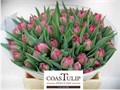 Тюльпан-Tulip-Du San Remo-38cm-45gr 49623f73-02d0-11f1-0a80-11ea00047f81