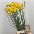 Краспедия-Craspedia-Brightstar--60cm 088f6605-d67c-11ec-0a80-041d0019505a