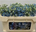 Дельфиниум-Delphinium-Du Ov-65cm 4976d589-58e7-11f0-0a80-03800014401b